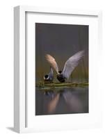 Whiskered Tern (Chlidonias Hybrida) Pair on Nest, One Stetching Wings, Lake Skadar Np, Montenegro-Radisics-Framed Photographic Print