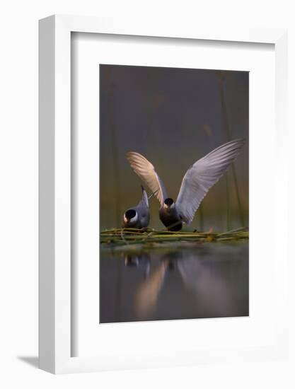 Whiskered Tern (Chlidonias Hybrida) Pair on Nest, One Stetching Wings, Lake Skadar Np, Montenegro-Radisics-Framed Photographic Print
