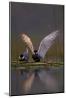 Whiskered Tern (Chlidonias Hybrida) Pair on Nest, One Stetching Wings, Lake Skadar Np, Montenegro-Radisics-Mounted Photographic Print