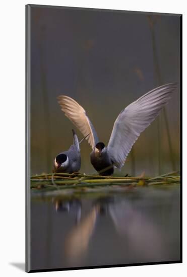 Whiskered Tern (Chlidonias Hybrida) Pair on Nest, One Stetching Wings, Lake Skadar Np, Montenegro-Radisics-Mounted Photographic Print