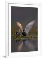 Whiskered Tern (Chlidonias Hybrida) Pair on Nest, One Stetching Wings, Lake Skadar Np, Montenegro-Radisics-Framed Photographic Print