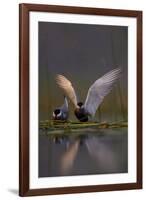 Whiskered Tern (Chlidonias Hybrida) Pair on Nest, One Stetching Wings, Lake Skadar Np, Montenegro-Radisics-Framed Photographic Print