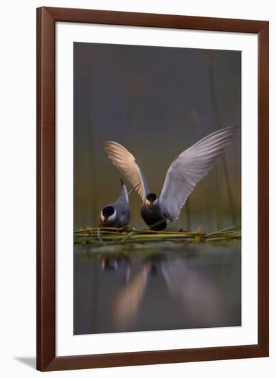 Whiskered Tern (Chlidonias Hybrida) Pair on Nest, One Stetching Wings, Lake Skadar Np, Montenegro-Radisics-Framed Photographic Print