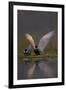 Whiskered Tern (Chlidonias Hybrida) Pair on Nest, One Stetching Wings, Lake Skadar Np, Montenegro-Radisics-Framed Photographic Print