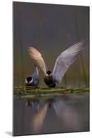 Whiskered Tern (Chlidonias Hybrida) Pair on Nest, One Stetching Wings, Lake Skadar Np, Montenegro-Radisics-Mounted Photographic Print