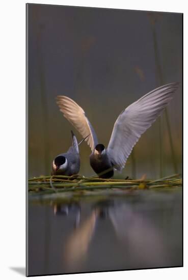 Whiskered Tern (Chlidonias Hybrida) Pair on Nest, One Stetching Wings, Lake Skadar Np, Montenegro-Radisics-Mounted Photographic Print