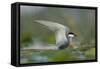 Whiskered Tern (Chlidonias Hybrida) Stretching Wings, Lake Skadar, Lake Skadar Np, Montenegro, May-Radisics-Framed Stretched Canvas