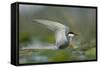 Whiskered Tern (Chlidonias Hybrida) Stretching Wings, Lake Skadar, Lake Skadar Np, Montenegro, May-Radisics-Framed Stretched Canvas