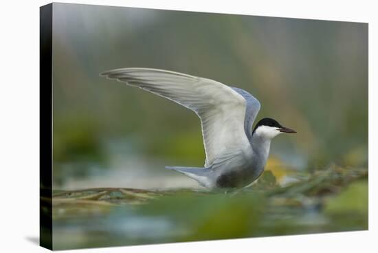 Whiskered Tern (Chlidonias Hybrida) Stretching Wings, Lake Skadar, Lake Skadar Np, Montenegro, May-Radisics-Stretched Canvas