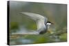 Whiskered Tern (Chlidonias Hybrida) Stretching Wings, Lake Skadar, Lake Skadar Np, Montenegro, May-Radisics-Stretched Canvas