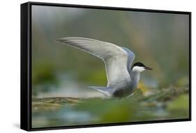 Whiskered Tern (Chlidonias Hybrida) Stretching Wings, Lake Skadar, Lake Skadar Np, Montenegro, May-Radisics-Framed Stretched Canvas