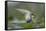 Whiskered Tern (Chlidonias Hybrida) Stretching Wings, Lake Skadar, Lake Skadar Np, Montenegro, May-Radisics-Framed Stretched Canvas