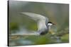 Whiskered Tern (Chlidonias Hybrida) Stretching Wings, Lake Skadar, Lake Skadar Np, Montenegro, May-Radisics-Stretched Canvas