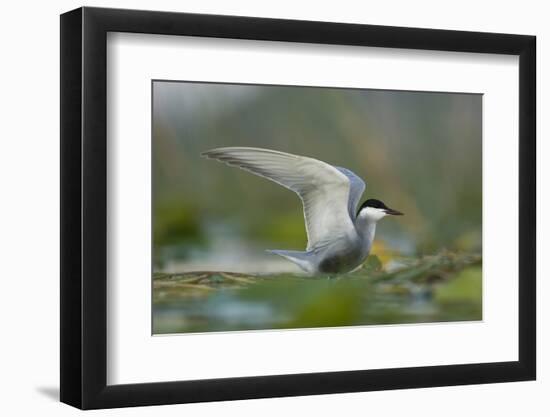 Whiskered Tern (Chlidonias Hybrida) Stretching Wings, Lake Skadar, Lake Skadar Np, Montenegro, May-Radisics-Framed Photographic Print