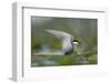 Whiskered Tern (Chlidonias Hybrida) Stretching Wings, Lake Skadar, Lake Skadar Np, Montenegro, May-Radisics-Framed Photographic Print