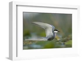 Whiskered Tern (Chlidonias Hybrida) Stretching Wings, Lake Skadar, Lake Skadar Np, Montenegro, May-Radisics-Framed Photographic Print