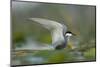 Whiskered Tern (Chlidonias Hybrida) Stretching Wings, Lake Skadar, Lake Skadar Np, Montenegro, May-Radisics-Mounted Photographic Print
