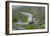 Whiskered Tern (Chlidonias Hybrida) Stretching Wings, Lake Skadar, Lake Skadar Np, Montenegro, May-Radisics-Framed Photographic Print