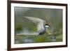 Whiskered Tern (Chlidonias Hybrida) Stretching Wings, Lake Skadar, Lake Skadar Np, Montenegro, May-Radisics-Framed Photographic Print