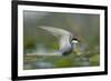 Whiskered Tern (Chlidonias Hybrida) Stretching Wings, Lake Skadar, Lake Skadar Np, Montenegro, May-Radisics-Framed Photographic Print