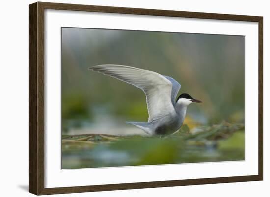 Whiskered Tern (Chlidonias Hybrida) Stretching Wings, Lake Skadar, Lake Skadar Np, Montenegro, May-Radisics-Framed Photographic Print