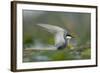 Whiskered Tern (Chlidonias Hybrida) Stretching Wings, Lake Skadar, Lake Skadar Np, Montenegro, May-Radisics-Framed Photographic Print