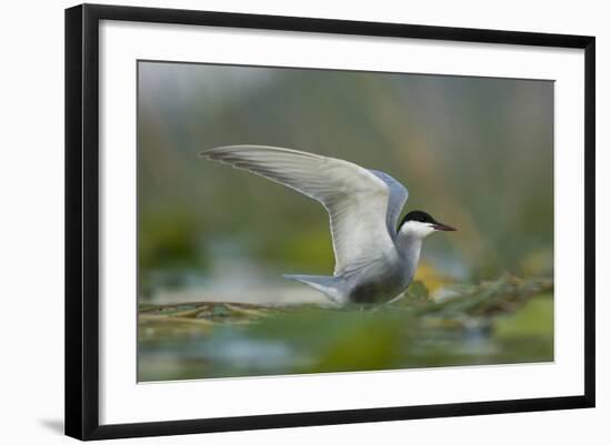 Whiskered Tern (Chlidonias Hybrida) Stretching Wings, Lake Skadar, Lake Skadar Np, Montenegro, May-Radisics-Framed Photographic Print