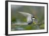 Whiskered Tern (Chlidonias Hybrida) Stretching Wings, Lake Skadar, Lake Skadar Np, Montenegro, May-Radisics-Framed Photographic Print