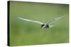 Whiskered Tern (Chlidonias Hybridus) in Flight, Prypiat River, Belarus, June 2009-Máté-Stretched Canvas