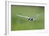 Whiskered Tern (Chlidonias Hybridus) in Flight, Prypiat River, Belarus, June 2009-Máté-Framed Photographic Print