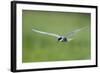 Whiskered Tern (Chlidonias Hybridus) in Flight, Prypiat River, Belarus, June 2009-Máté-Framed Photographic Print