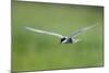 Whiskered Tern (Chlidonias Hybridus) in Flight, Prypiat River, Belarus, June 2009-Máté-Mounted Photographic Print