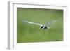 Whiskered Tern (Chlidonias Hybridus) in Flight, Prypiat River, Belarus, June 2009-Máté-Framed Photographic Print