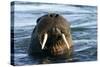 Whiskered Walrus Male Emerging From-null-Stretched Canvas