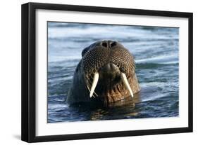 Whiskered Walrus Male Emerging From-null-Framed Photographic Print