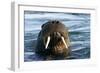 Whiskered Walrus Male Emerging From-null-Framed Photographic Print