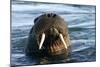 Whiskered Walrus Male Emerging From-null-Mounted Photographic Print