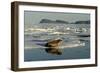 Whiskered Walrus Male Resting on Ice Floe-null-Framed Photographic Print