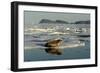 Whiskered Walrus Male Resting on Ice Floe-null-Framed Photographic Print