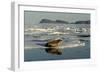 Whiskered Walrus Male Resting on Ice Floe-null-Framed Photographic Print