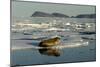 Whiskered Walrus Male Resting on Ice Floe-null-Mounted Photographic Print
