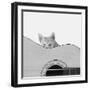 Whiskers and Strings-Jon Bertelli-Framed Photographic Print