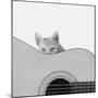 Whiskers and Strings-Jon Bertelli-Mounted Photographic Print