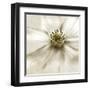 Whisper of Cosmos-Donna Geissler-Framed Art Print