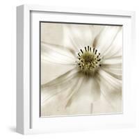 Whisper of Cosmos-Donna Geissler-Framed Art Print