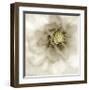 Whisper of Dahlia-Donna Geissler-Framed Giclee Print