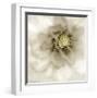 Whisper of Dahlia-Donna Geissler-Framed Giclee Print