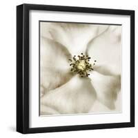 Whisper of Rose-Donna Geissler-Framed Art Print