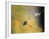 Whisper of Your Wings Hummingbirds-Jai Johnson-Framed Giclee Print