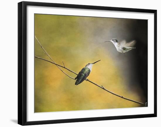 Whisper of Your Wings Hummingbirds-Jai Johnson-Framed Giclee Print